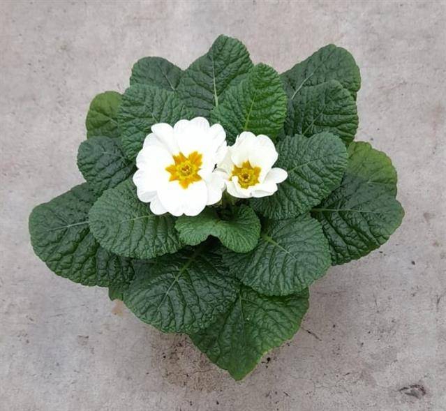 <h4>PRIMULA AC CAIRO WHITE P10.5</h4>