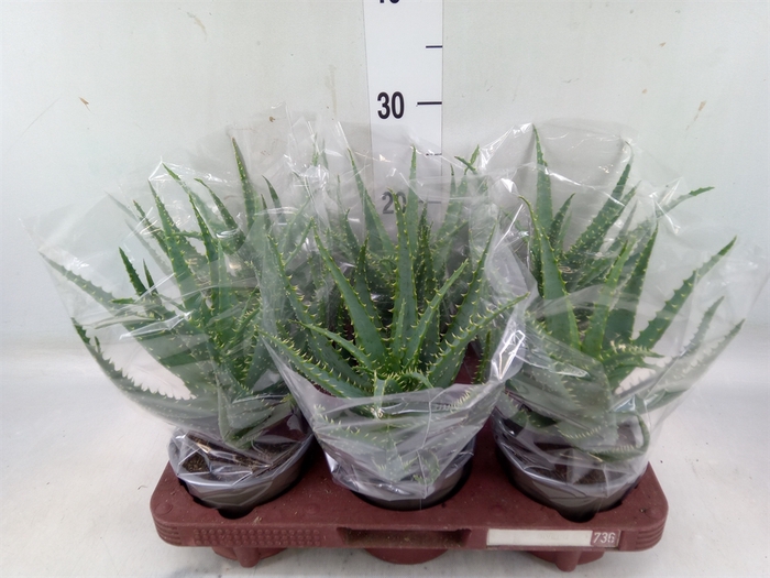 <h4>Aloe arborescens</h4>