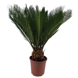 Cycas revoluta