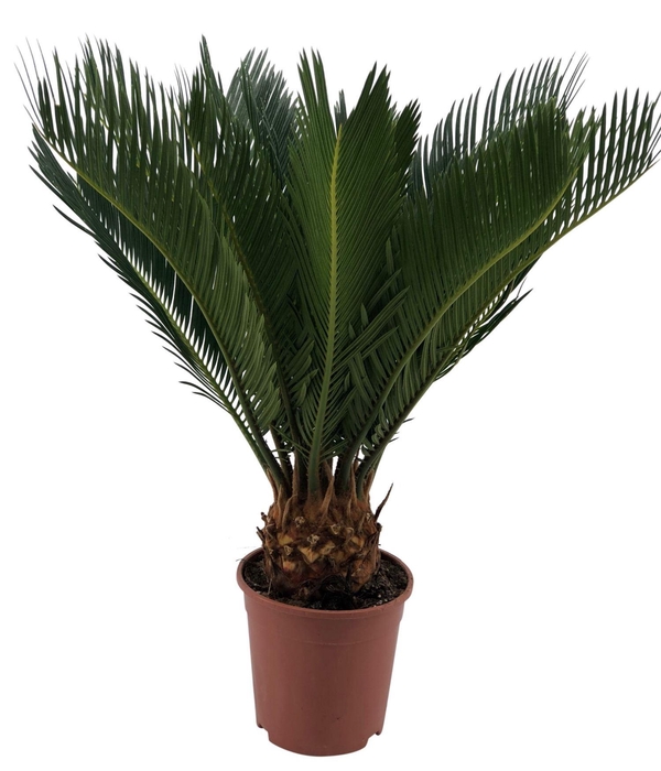 <h4>Cycas revoluta</h4>