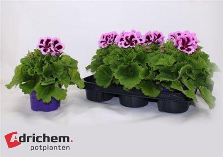 <h4>Pel Gr Patricia</h4>