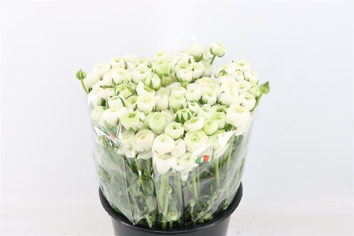 <h4>Ran Elegance White</h4>