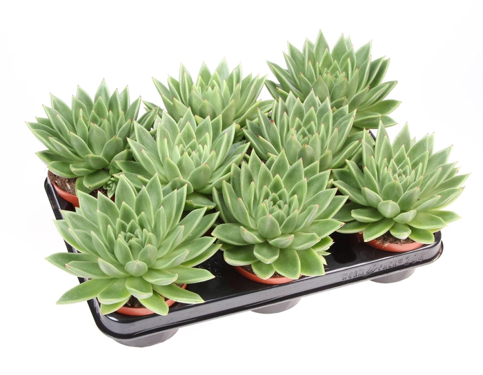 <h4>Echeveria 'Miranda'</h4>