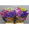 Limonium sinuatum 'Mix'