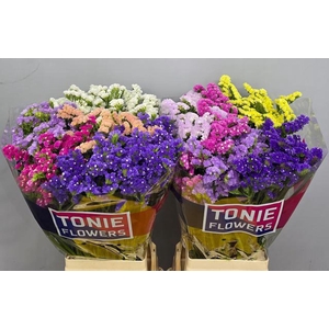 Limonium sinuatum 'Mix'