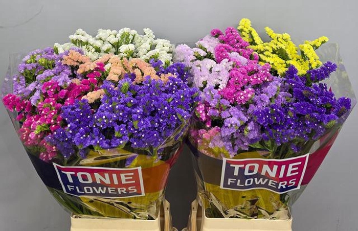 <h4>Limonium sinuatum 'Mix'</h4>