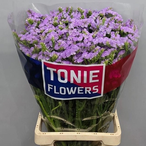 LIM S TONIE LAVENDER