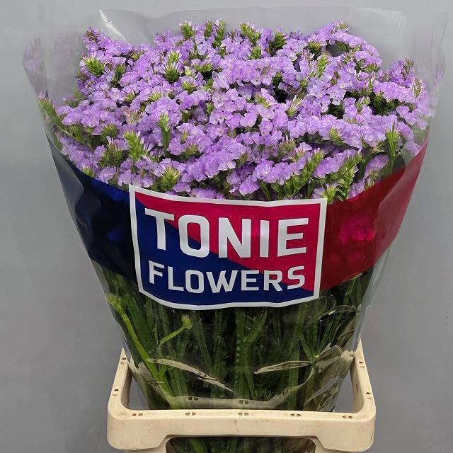 <h4>LIM S TONIE LAVENDER</h4>