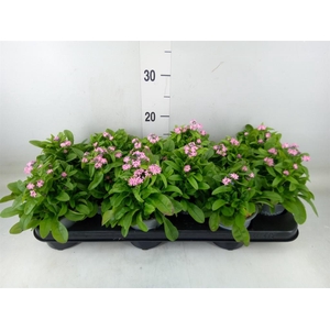 Myosotis sylv. 'Mon Amie Pink'