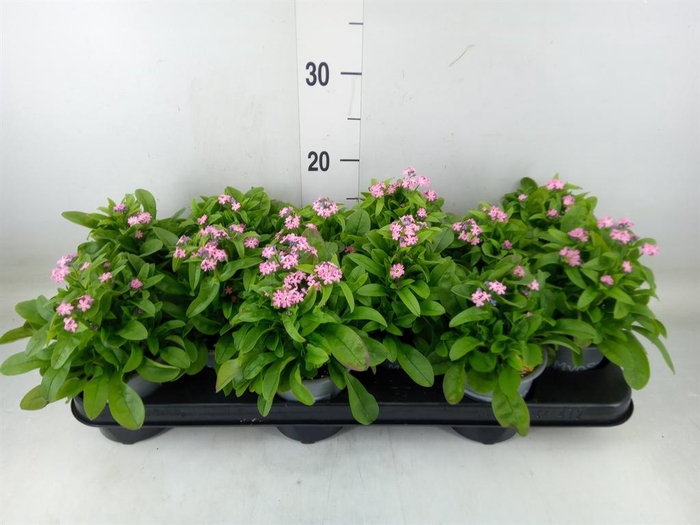 <h4>Myosotis sylv. 'Mon Amie Pink'</h4>