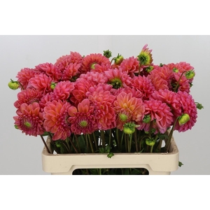 Dahlia Raspberry Baby