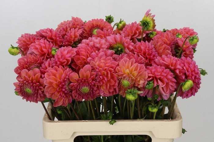 <h4>Dahlia Raspberry Baby</h4>