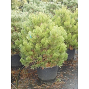 Pinus leuc. Comp. gem