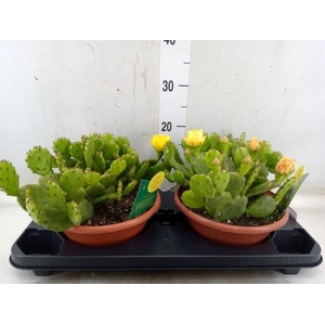 Opuntia humifusa