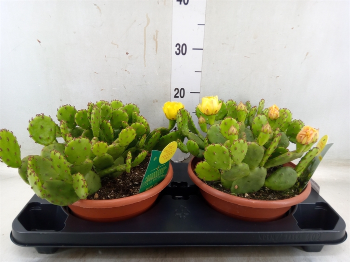 <h4>Opuntia humifusa</h4>
