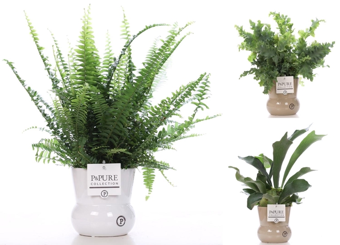 <h4>Varens gemengd in P&PURE Plant Vase Maxima ass.2</h4>