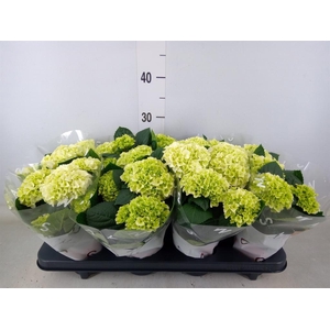 Hydrangea mac. 'Hi White Sun'