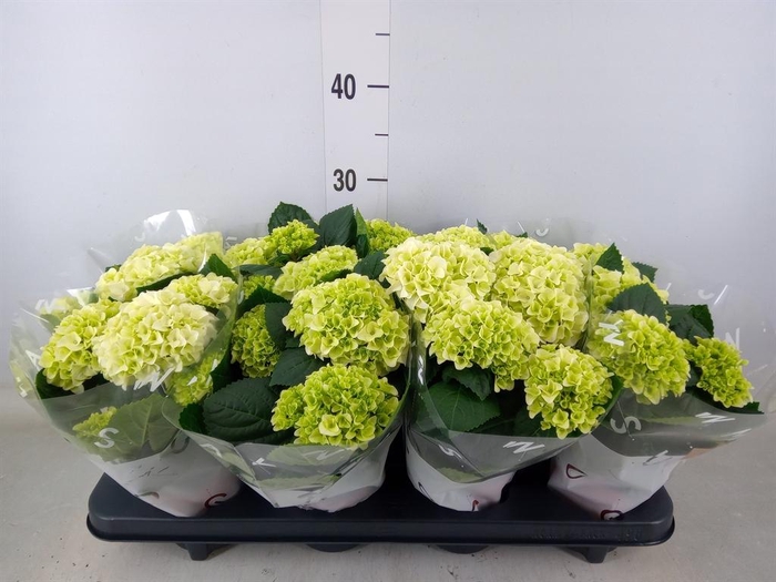 <h4>Hydrangea mac. 'Hi White Sun'</h4>
