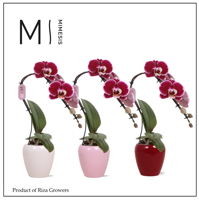 <h4>Phalaenopsis Swan Red 1 spike – 7cm in Martine Mix | Mimesis</h4>