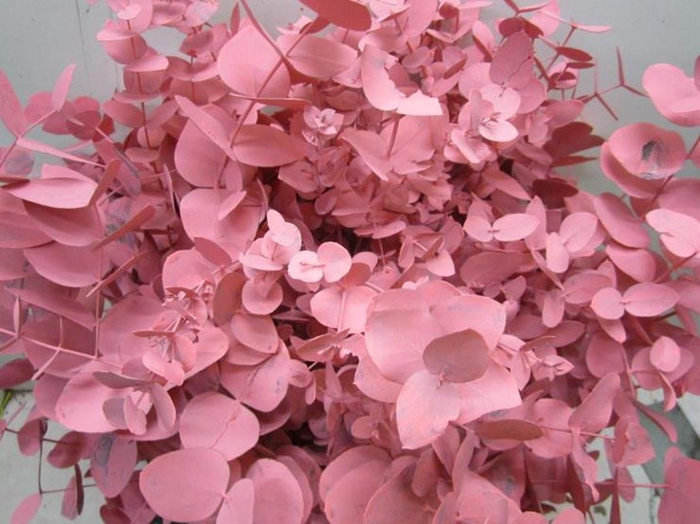 <h4>Euc Cinerea Rose</h4>