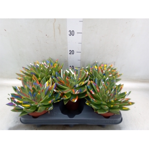 Echeveria  'Miranda'