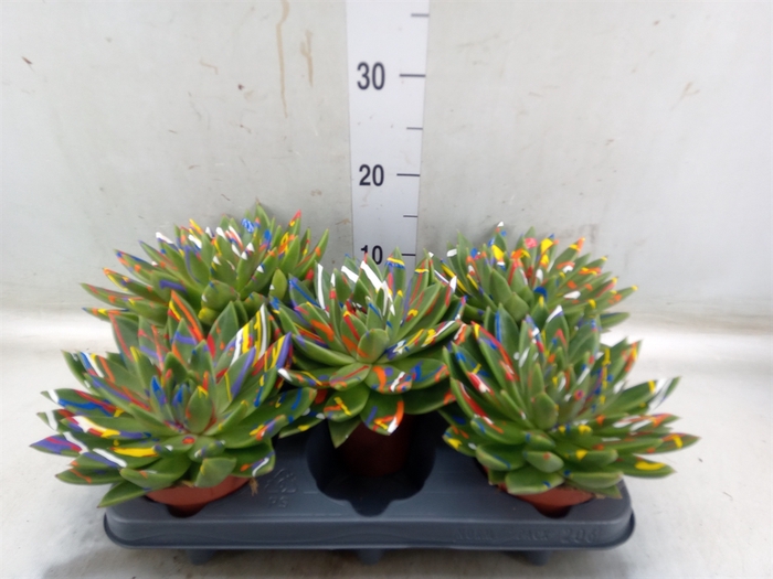 <h4>Echeveria  'Miranda'</h4>