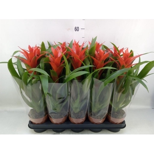 Guzmania  'Ostara'
