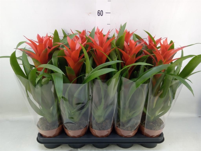 <h4>Guzmania  'Ostara'</h4>