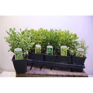 arr8 Euonymus Jap Gem