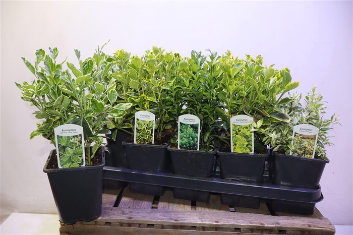 <h4>Euonymus Jap Gem</h4>