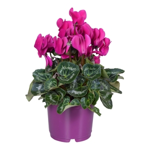 Cyclamen Super Serie Allure in Ton sur Ton kweekpot paars
