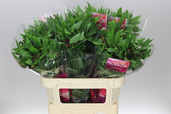 <h4>Alstro Nadya</h4>