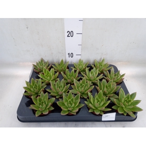 Echeveria  'Miranda'