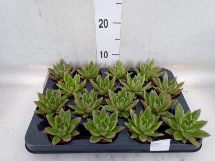 <h4>Echeveria  'Miranda'</h4>