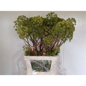 Angelica Gigas