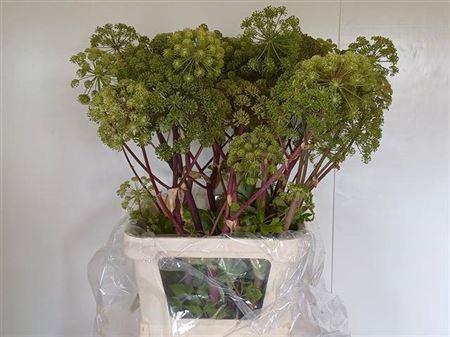 <h4>Angelica Gigas</h4>