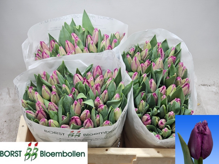 <h4>TU FR SAN CHRISTINA</h4>