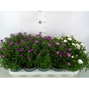 Aster n-b 'Starletta' ..mix