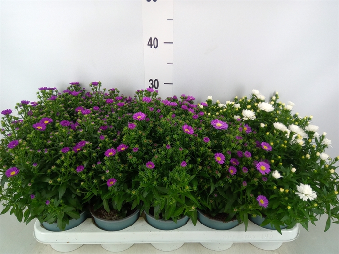 <h4>Aster n-b 'Starletta' ..mix</h4>