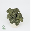 FITTONIA BIANCOVERDE