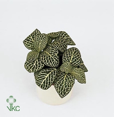 Fittonia verschaf. 'Bianco Verde'