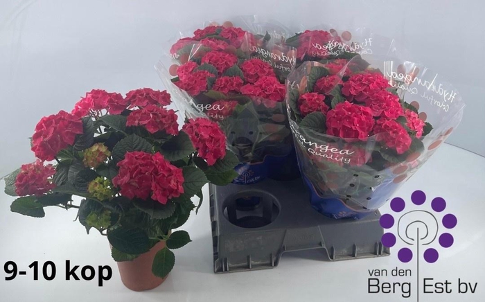 <h4>HYDR M SPEEDY RED</h4>