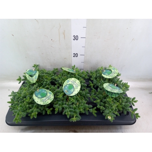 Delosperma echinatum