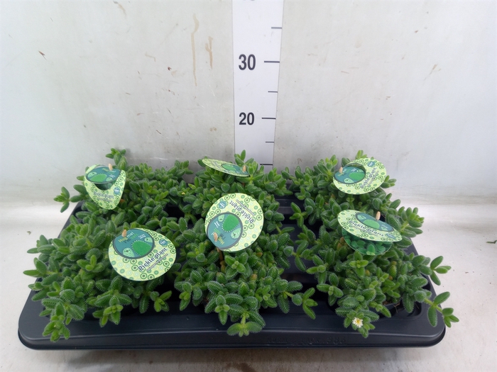 <h4>Delosperma echinatum</h4>