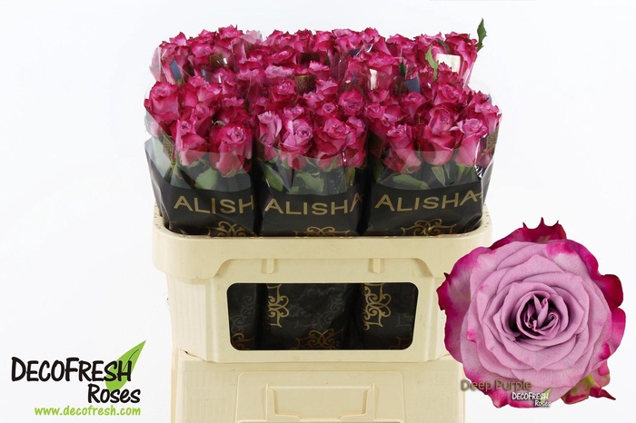 <h4>R Gr Deep Purple</h4>