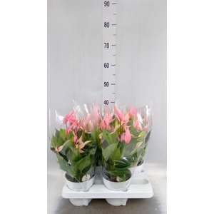 Anthurium andr. 'Lilli'