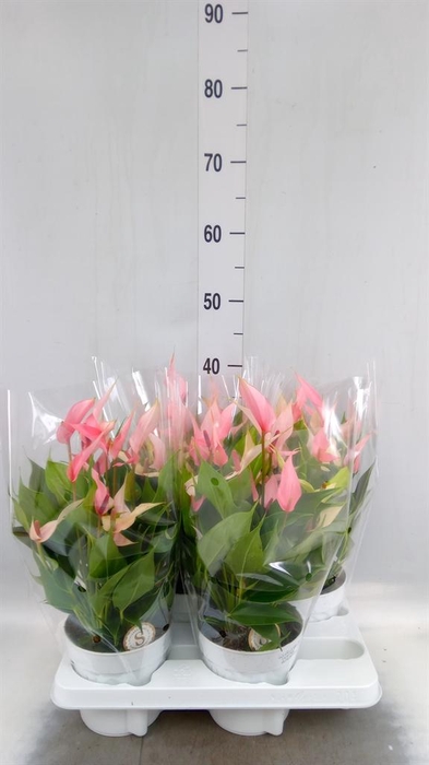 <h4>Anthurium andr. 'Lilli'</h4>