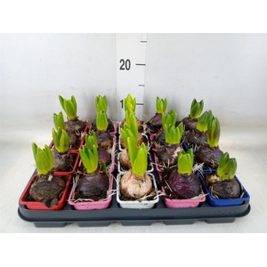 Hyacinthus orie.   ...mix 4