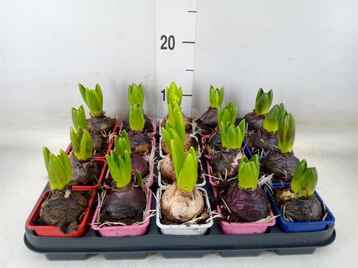 <h4>Hyacinthus orie.   ...mix 4</h4>