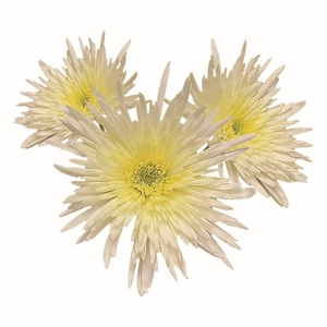 CRISANTEMO SHEENA WHITE 080 CM
